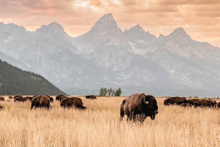 Jackson: Private Teton Widlife Safari & Lake Beach Experience - Photo 1 of 13